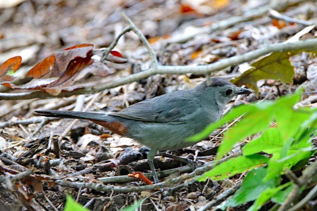 Gray Catbird - ML628994976