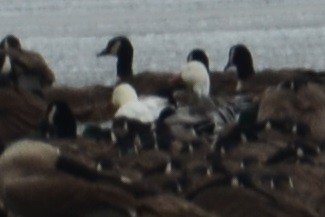Snow Goose - ML628995104