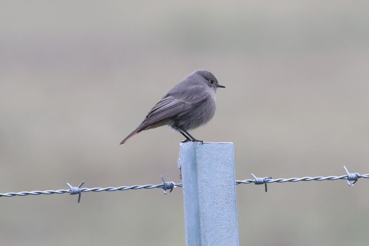 Black Redstart - ML628995130