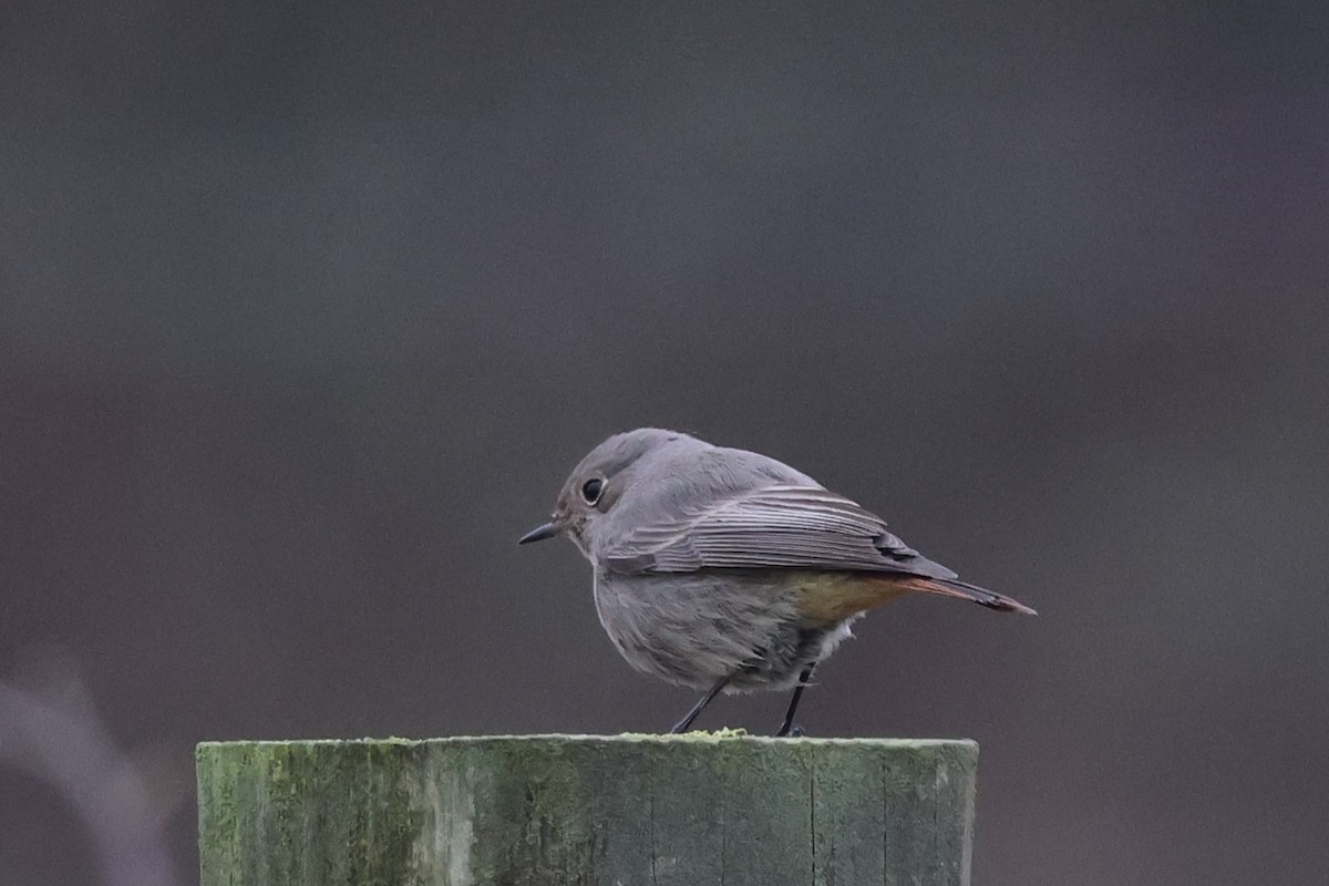 Black Redstart - ML628995131