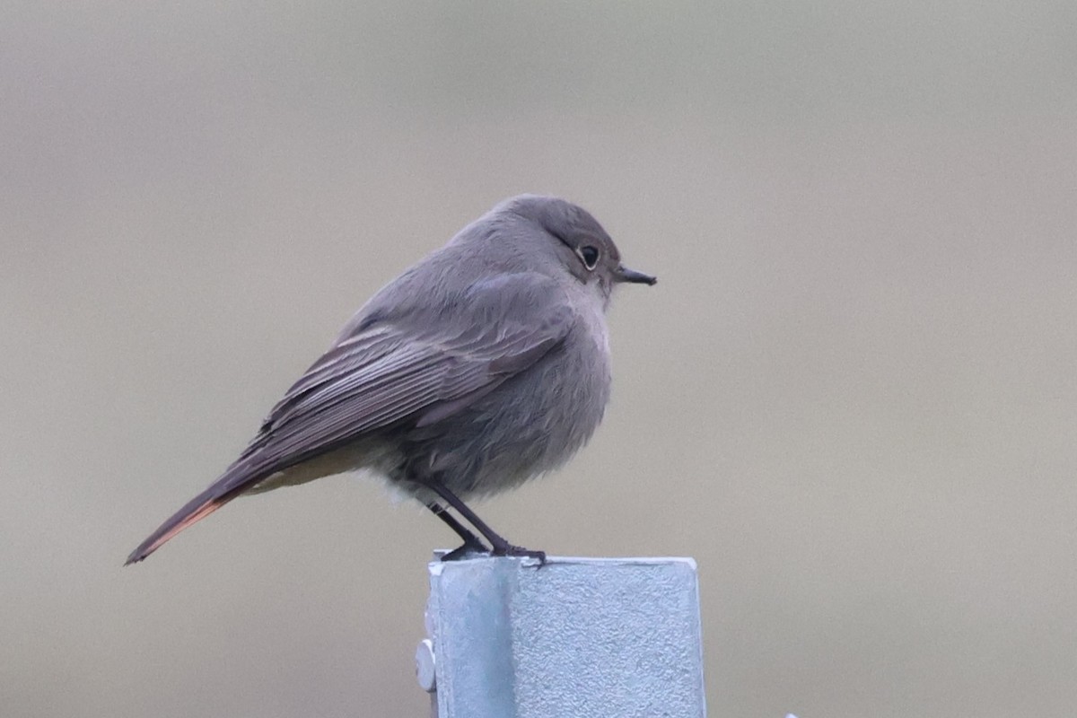 Black Redstart - ML628995132