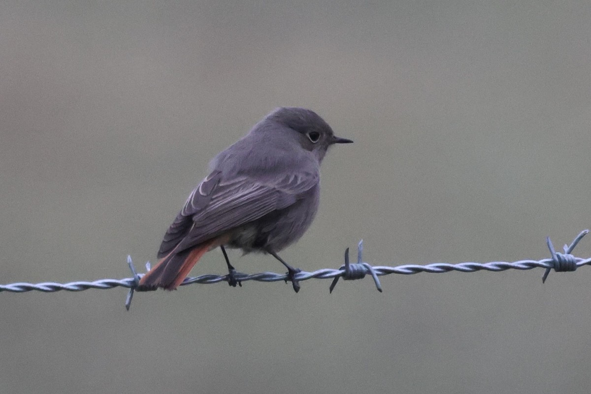 Black Redstart - ML628995133