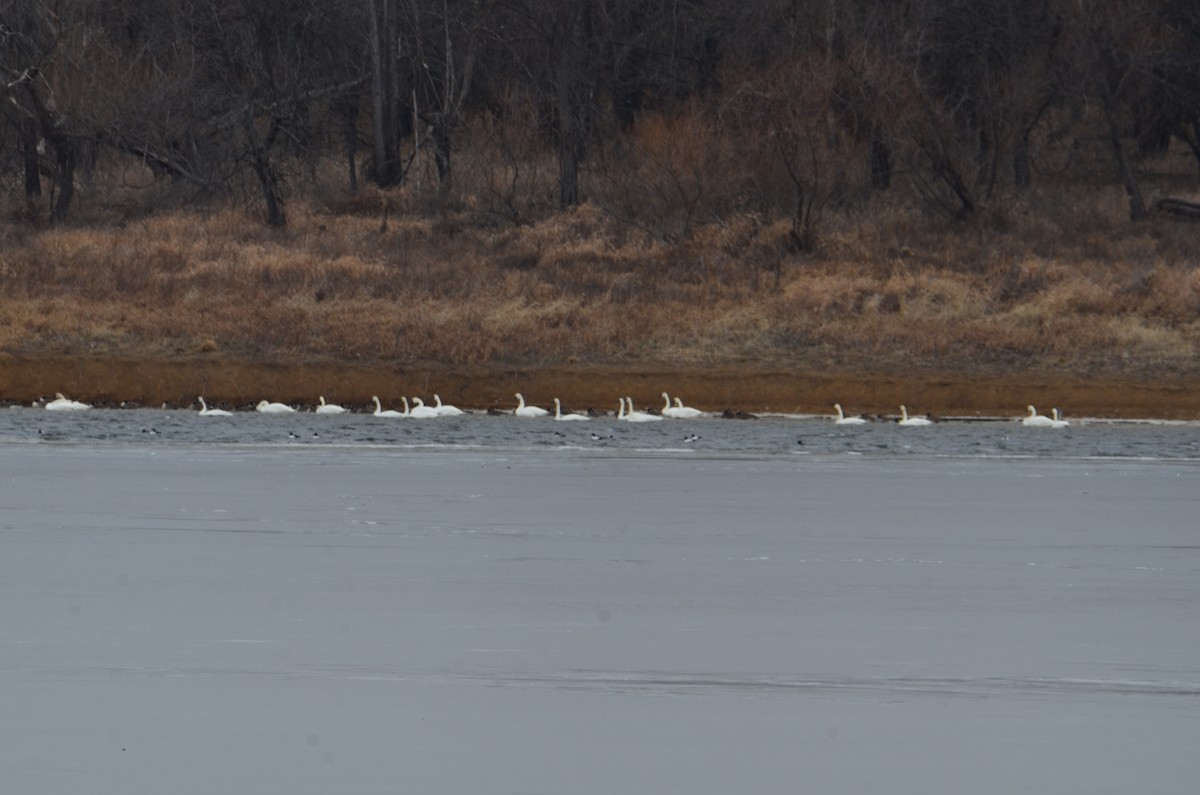 Trumpeter Swan - ML628995230