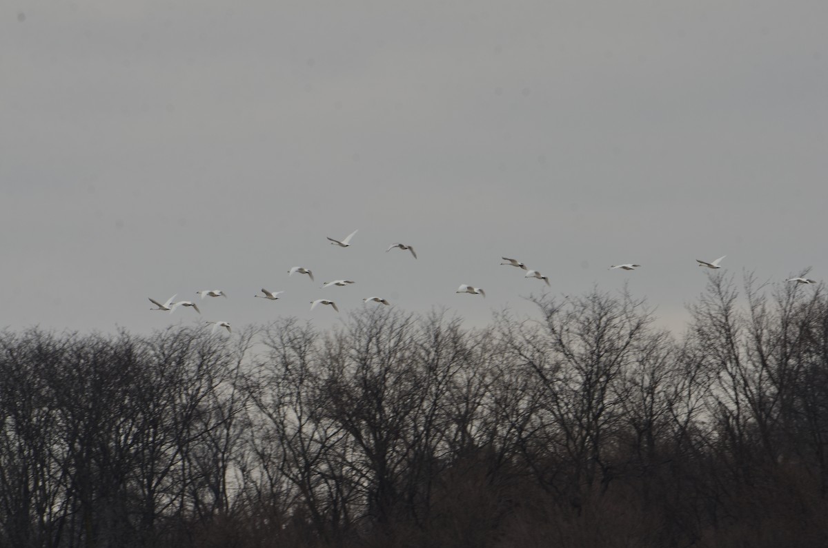 Trumpeter Swan - ML628995231