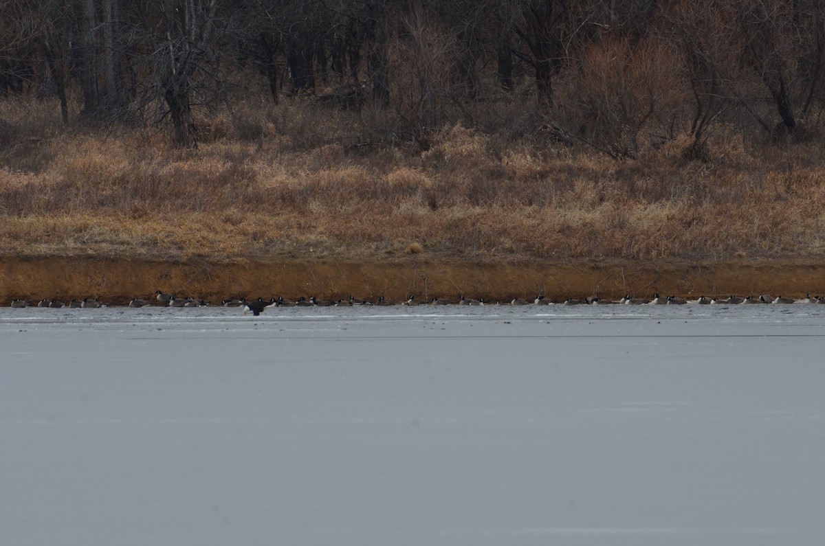 Bald Eagle - ML628995348