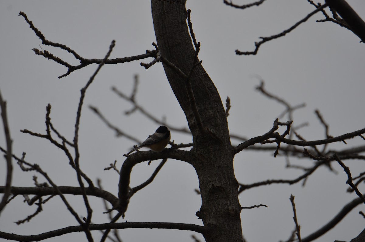 Black-capped Chickadee - ML628995373