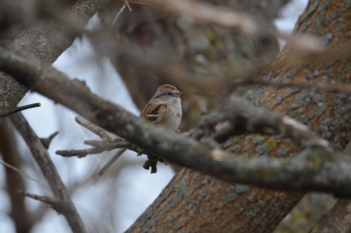 American Tree Sparrow - ML628995386