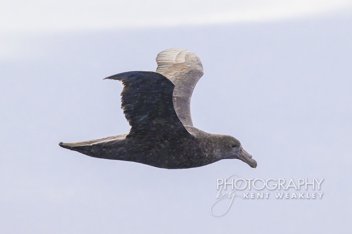 Southern Giant-Petrel - ML628995541