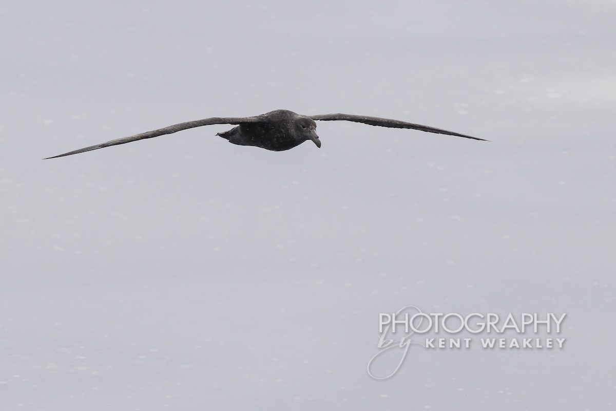 Southern Giant-Petrel - ML628995548