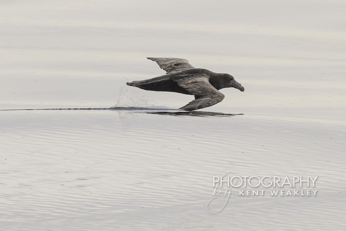 Southern Giant-Petrel - ML628995549