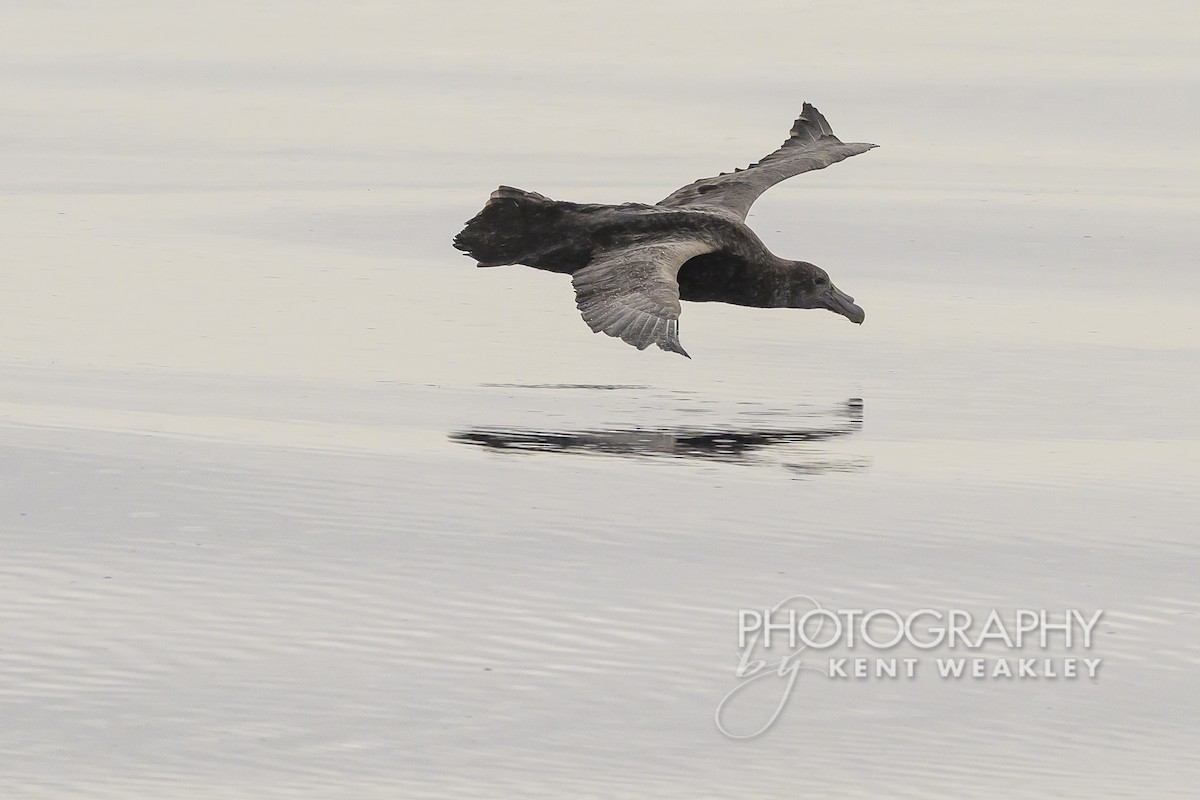 Southern Giant-Petrel - ML628995550