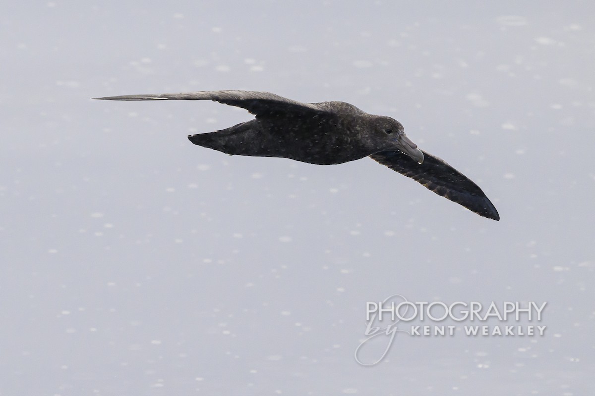 Southern Giant-Petrel - ML628995551