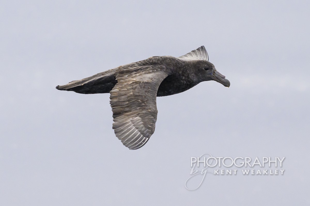 Southern Giant-Petrel - ML628995554