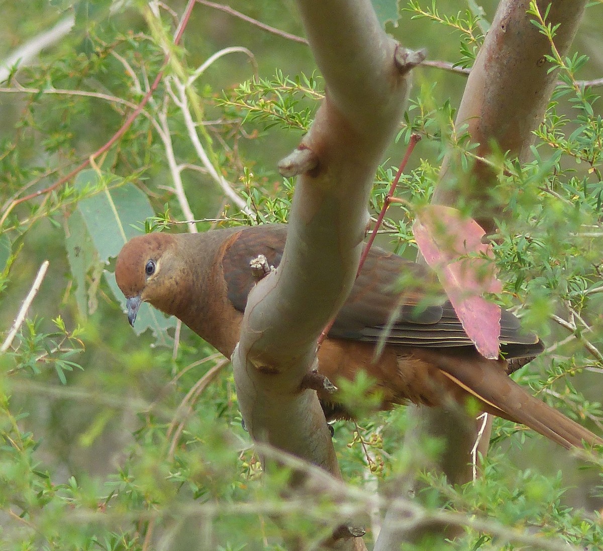 Brown Cuckoo-Dove - ML628995585