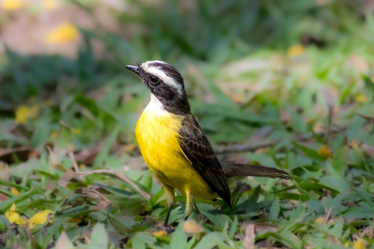 Social Flycatcher - ML628995678