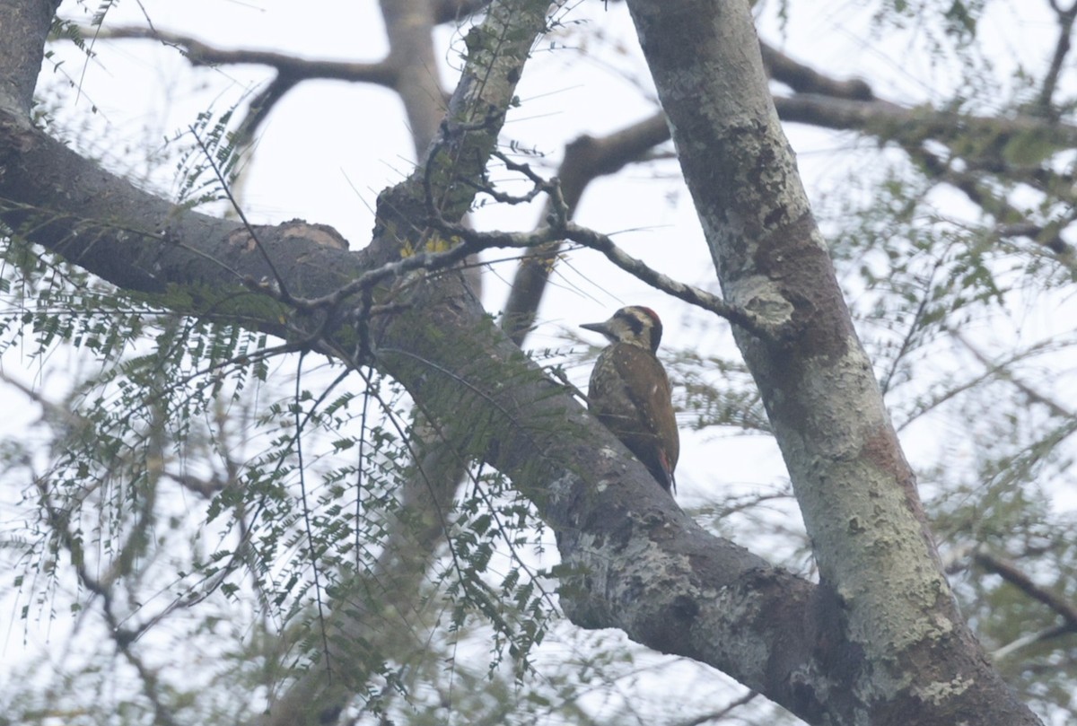 Melancholy Woodpecker - ML628995747