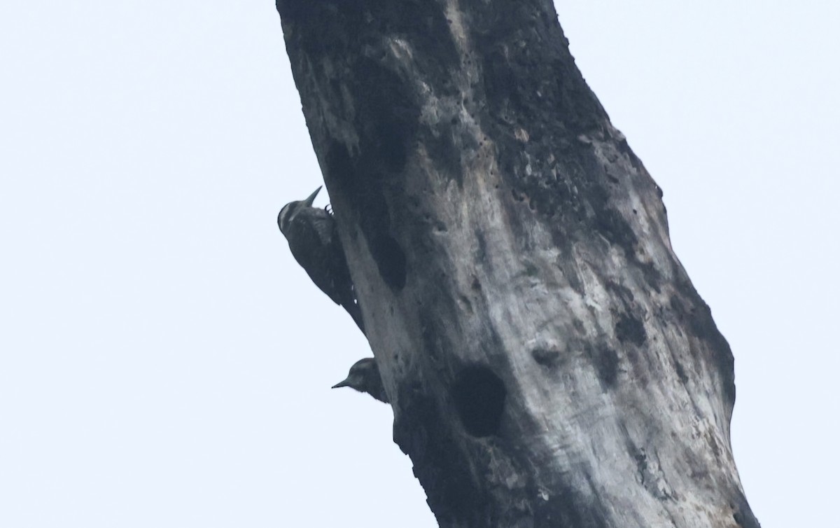 Melancholy Woodpecker - ML628995748
