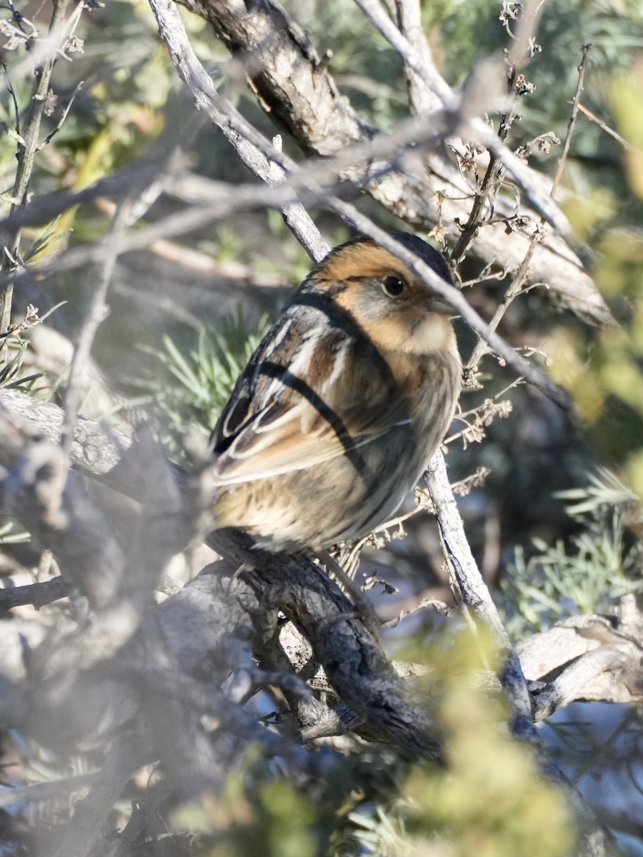 Nelson's Sparrow - ML628995834