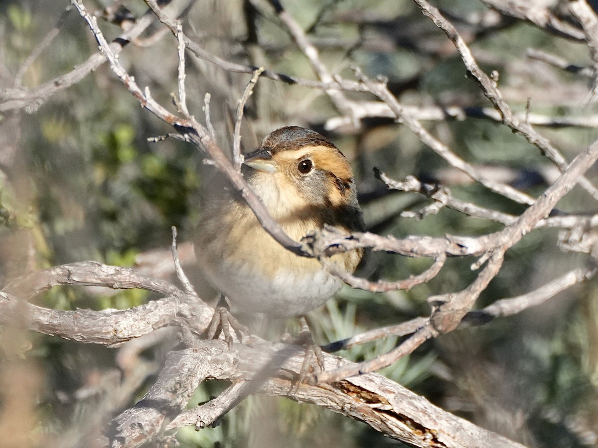 Nelson's Sparrow - ML628995836