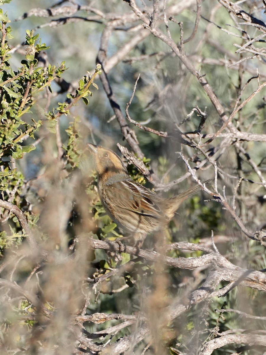 Nelson's Sparrow - ML628995837