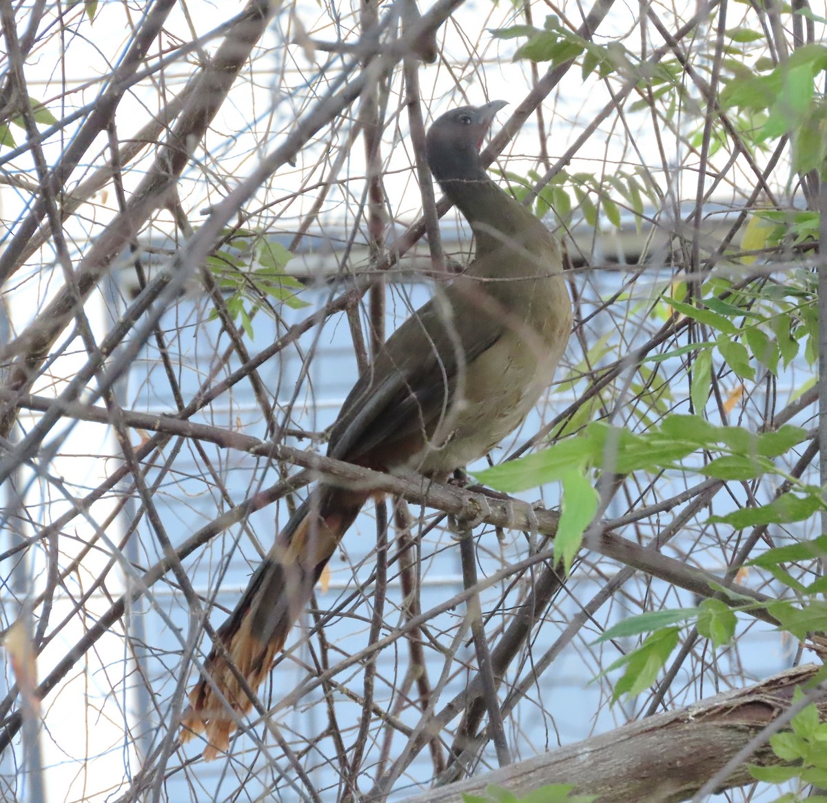 Rufous-vented Chachalaca - ML628995887