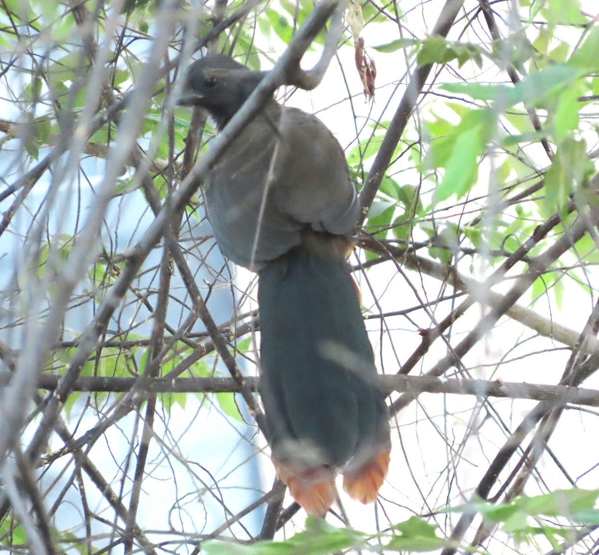 Rufous-vented Chachalaca - ML628995888
