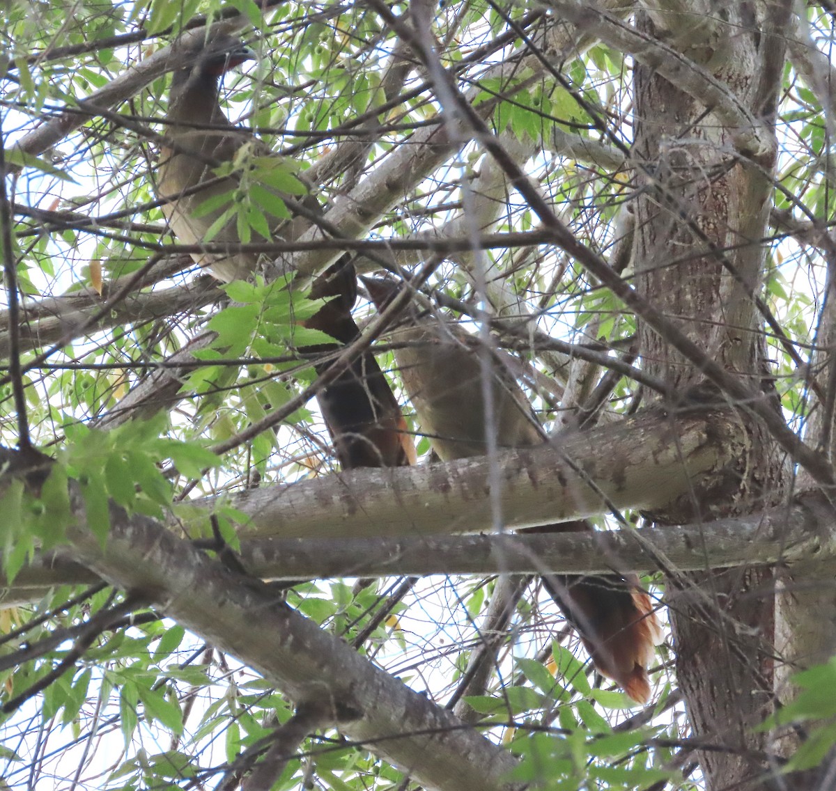 Rufous-vented Chachalaca - ML628995889