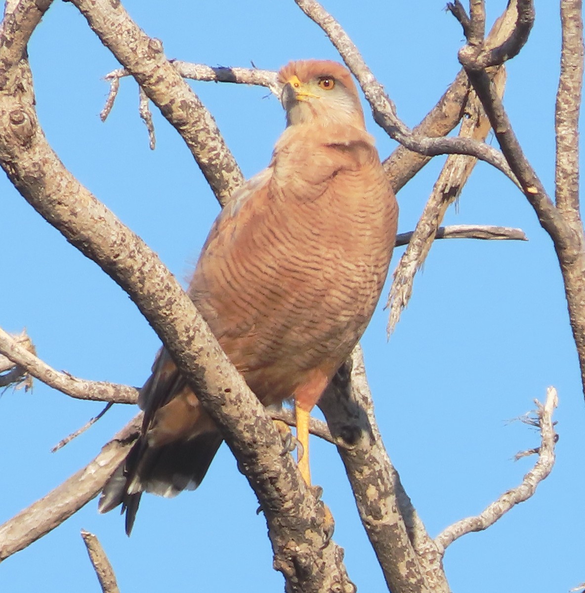 Savanna Hawk - ML628995913