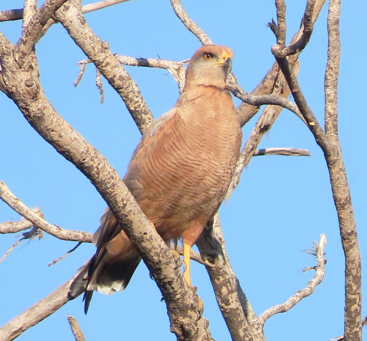 Savanna Hawk - ML628995915