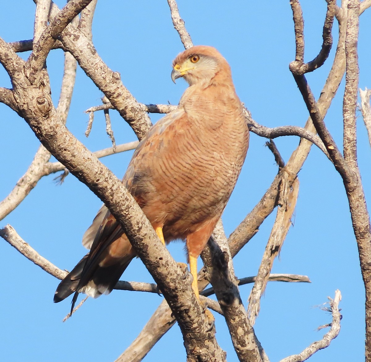 Savanna Hawk - ML628995916