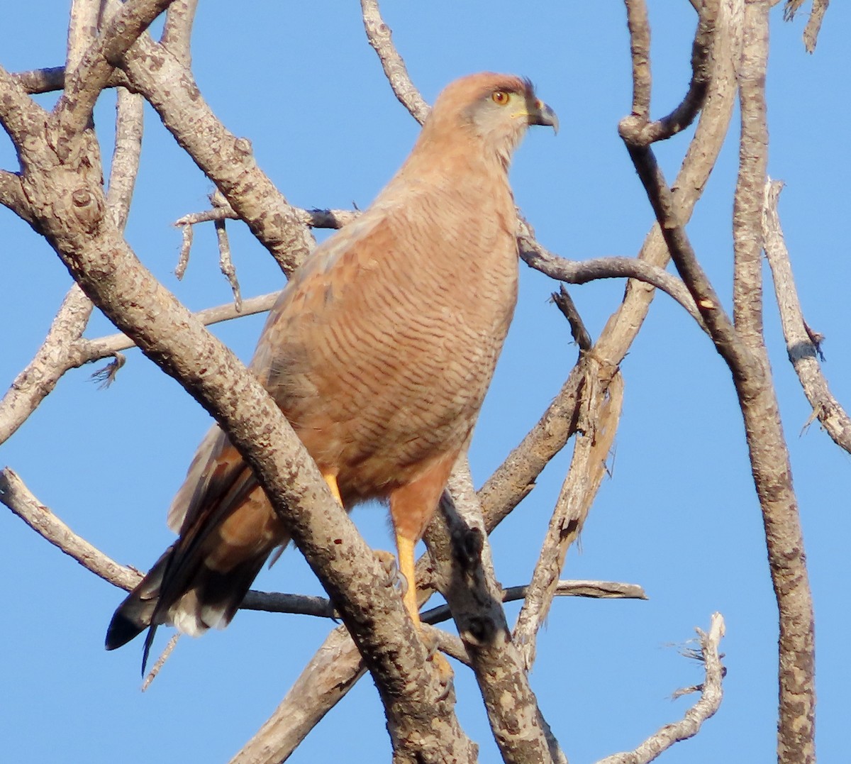 Savanna Hawk - ML628995917