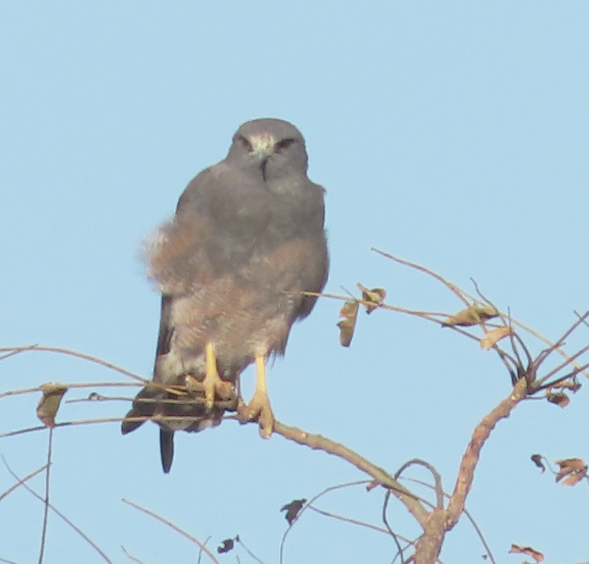 White-tailed Hawk - ML628995928