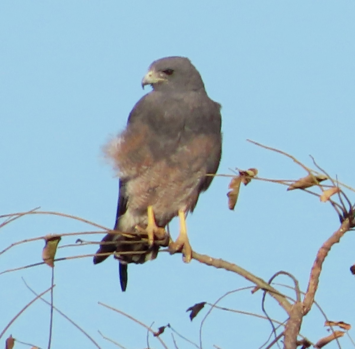 White-tailed Hawk - ML628995929