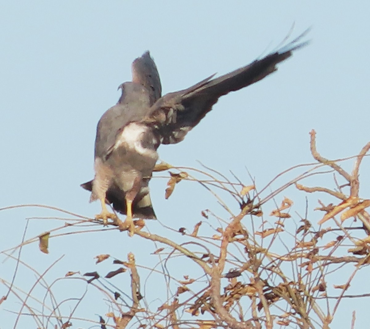White-tailed Hawk - ML628995930