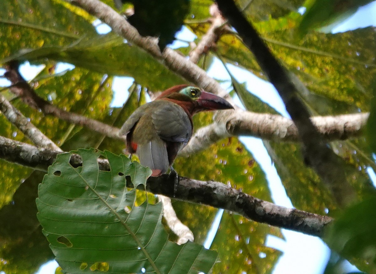 Golden-collared Toucanet - ML628995973