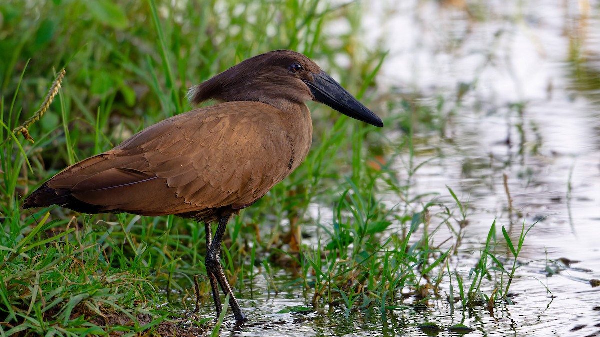 Hamerkop - ML628996042