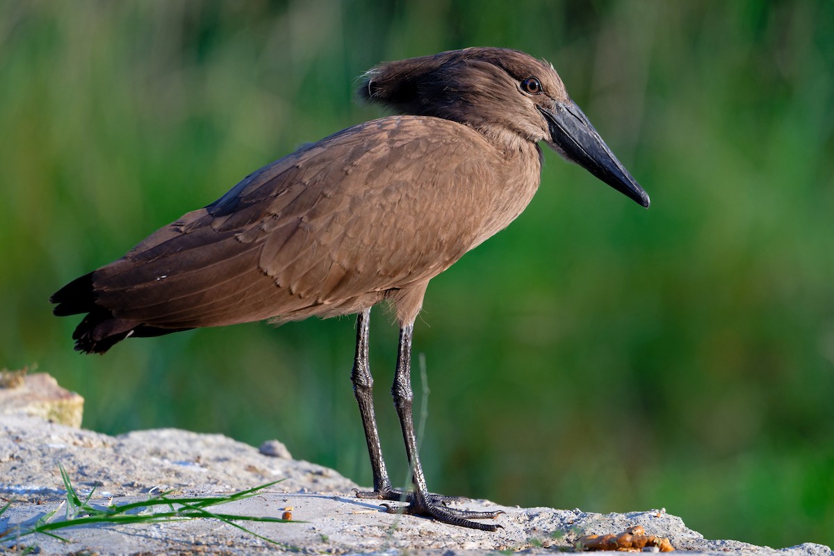 Hamerkop - ML628996048