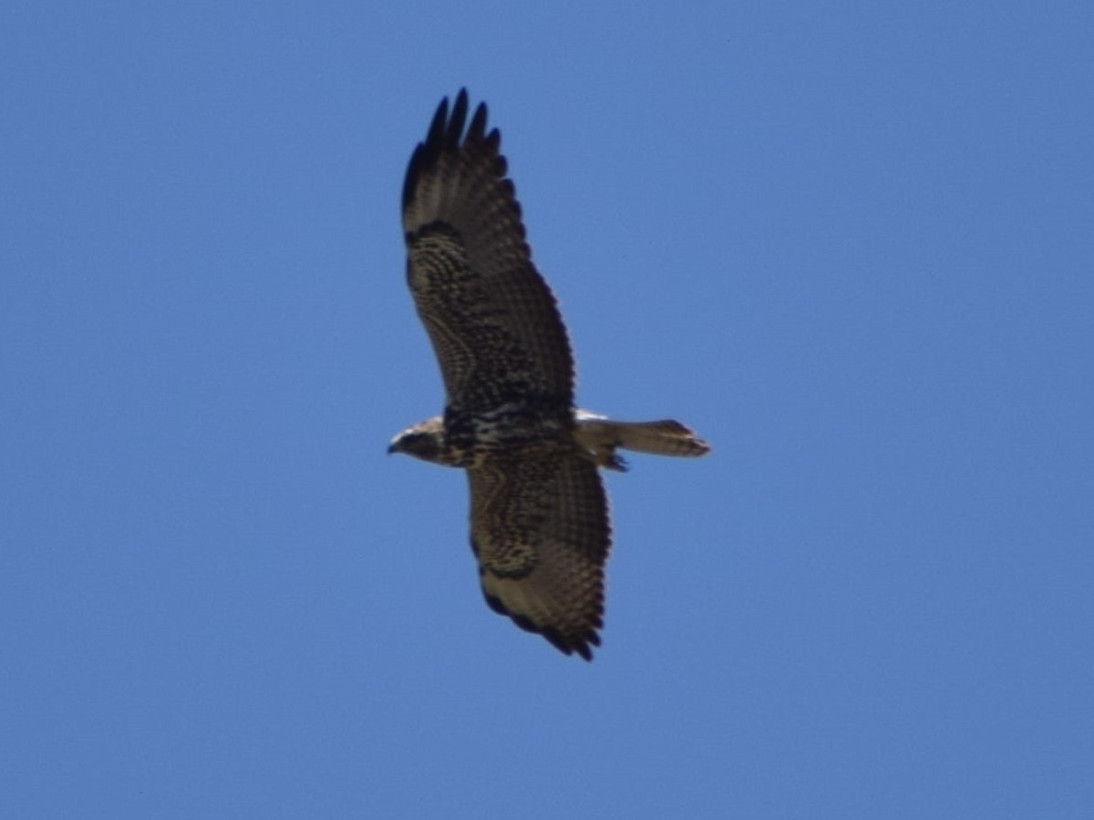 Swainson's Hawk - ML628996200