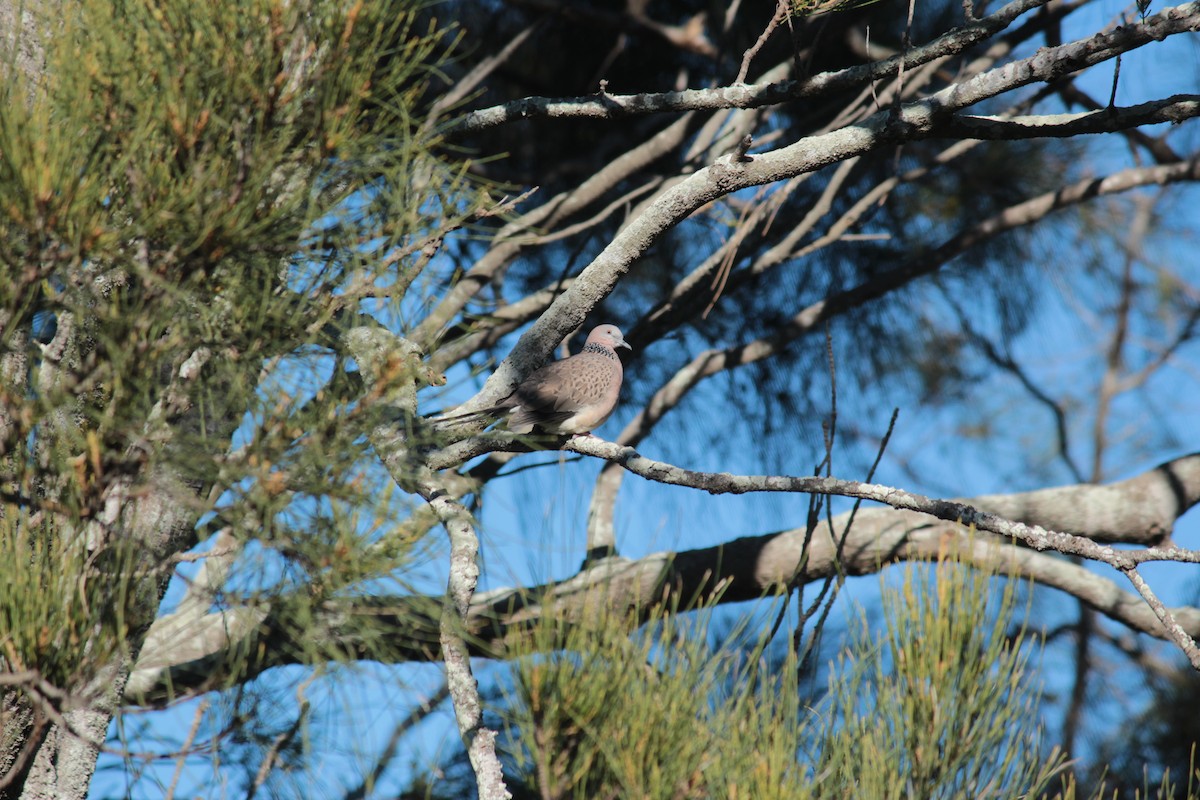 Spotted Dove - ML62899631