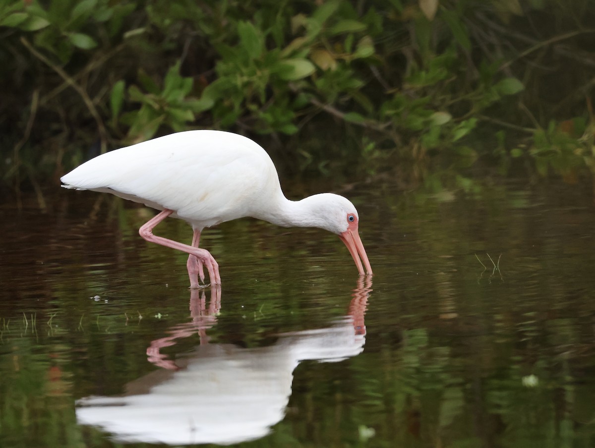 White Ibis - ML628996346