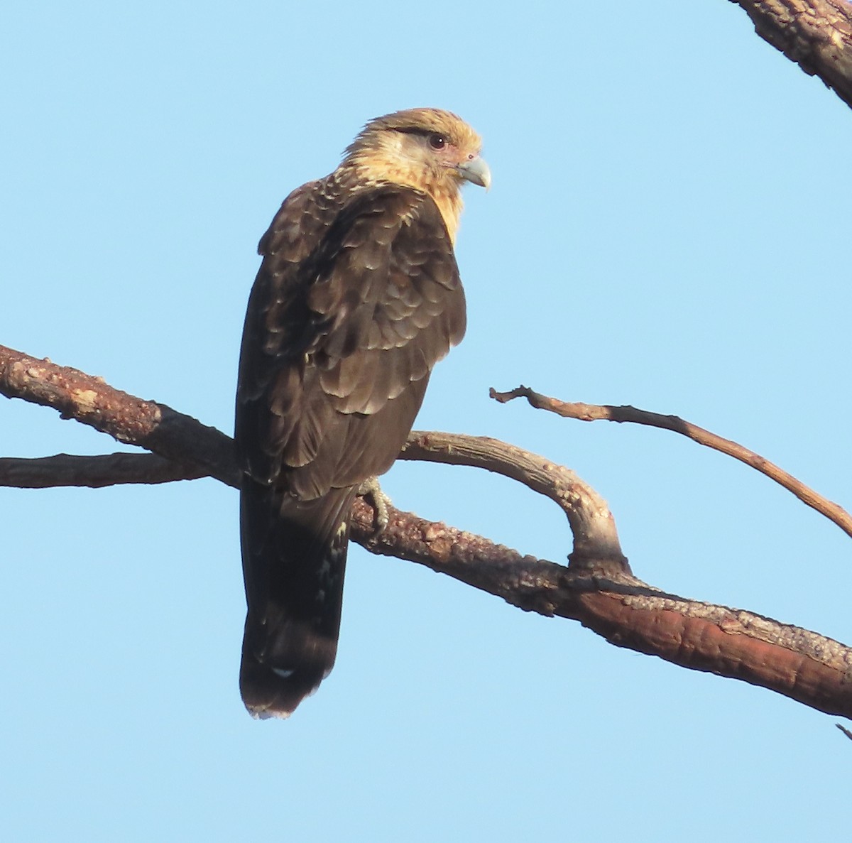 Yellow-headed Caracara - ML628996378