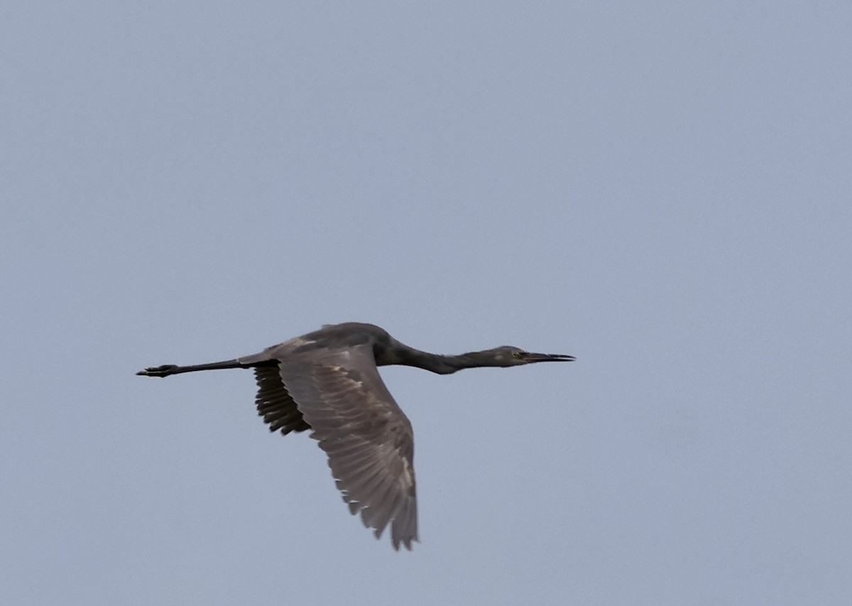 Reddish Egret - ML628996386