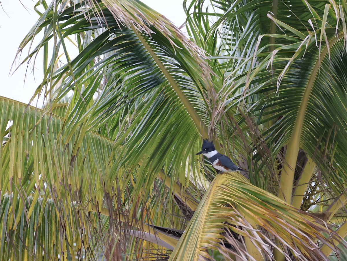 Belted Kingfisher - ML628996419