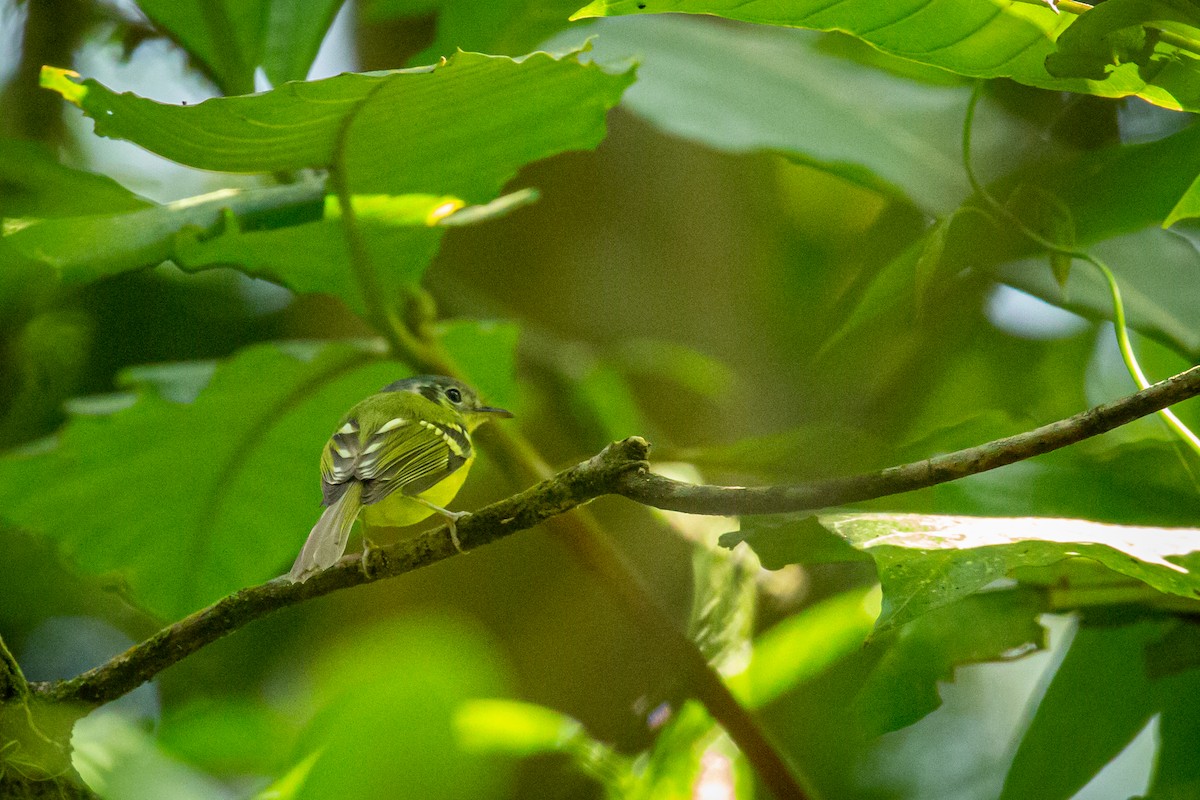 Venezuelan Bristle-Tyrant - ML628996423