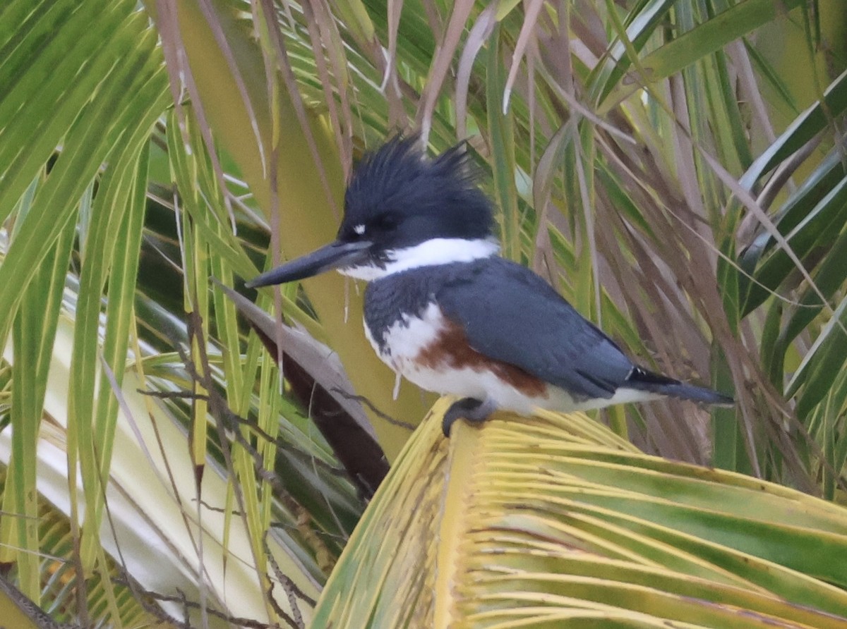 Belted Kingfisher - ML628996441