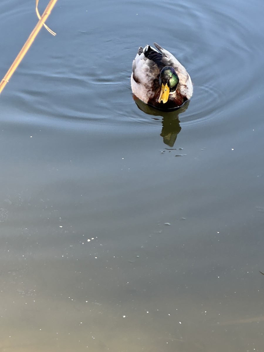 Mallard - ML628996455