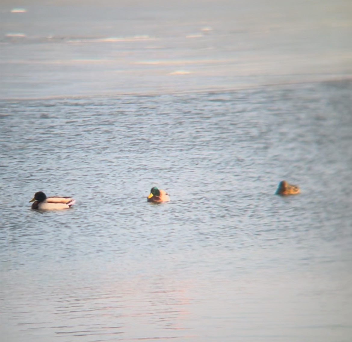 Mallard - ML628996456