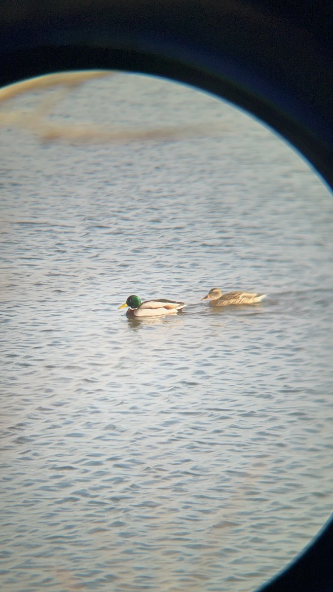 Mallard - ML628996457