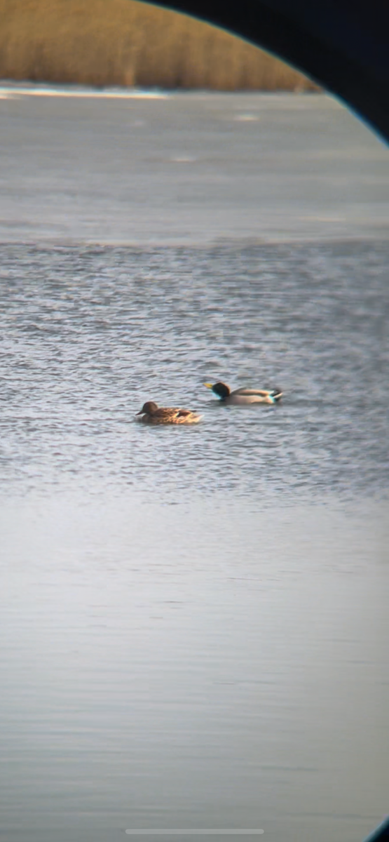 Mallard - ML628996458