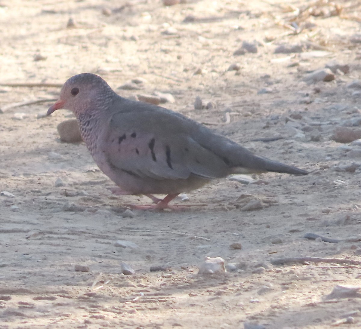 Common Ground Dove - ML628996467